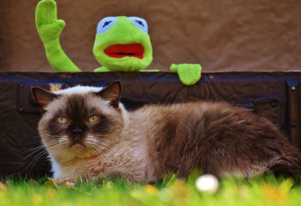 Kermit The Frog An Himalayan Cat Free Image Peakpx