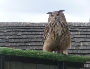 crested owl on roof thumbnail
