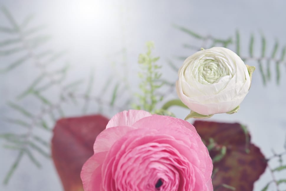 pink and white ranunculus preview