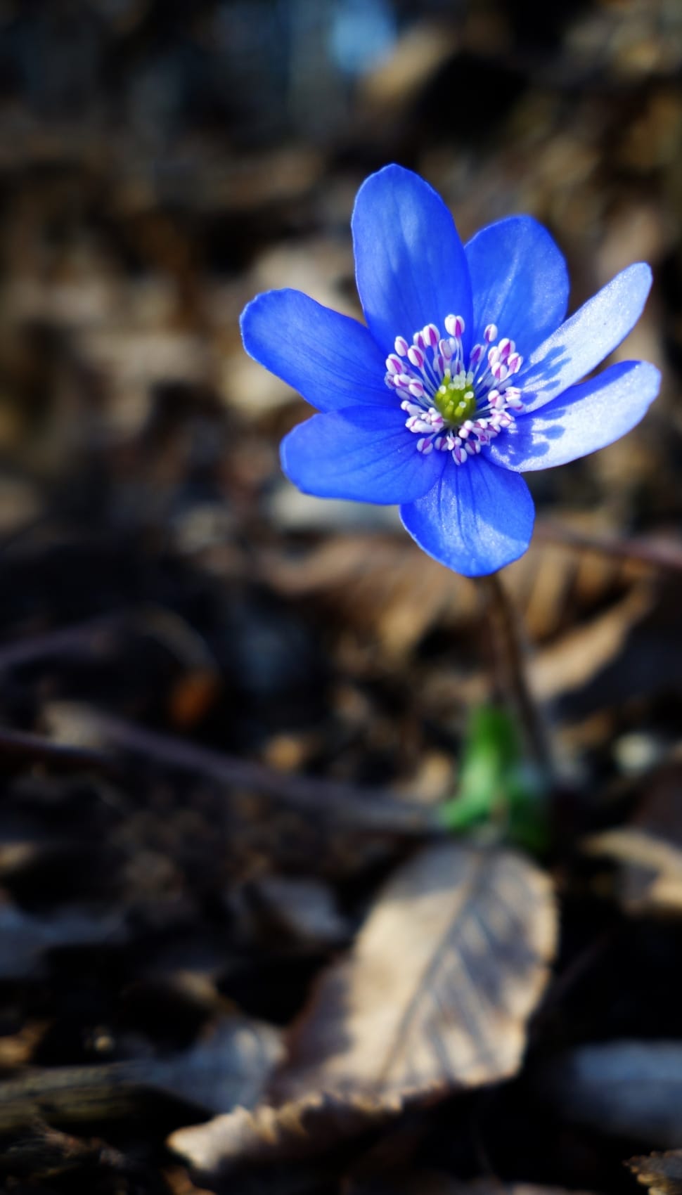 blue petals flower preview