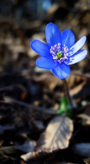 blue petals flower thumbnail