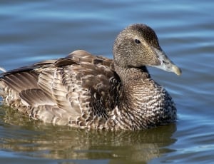 female mallard duck on body of water during daytime thumbnail
