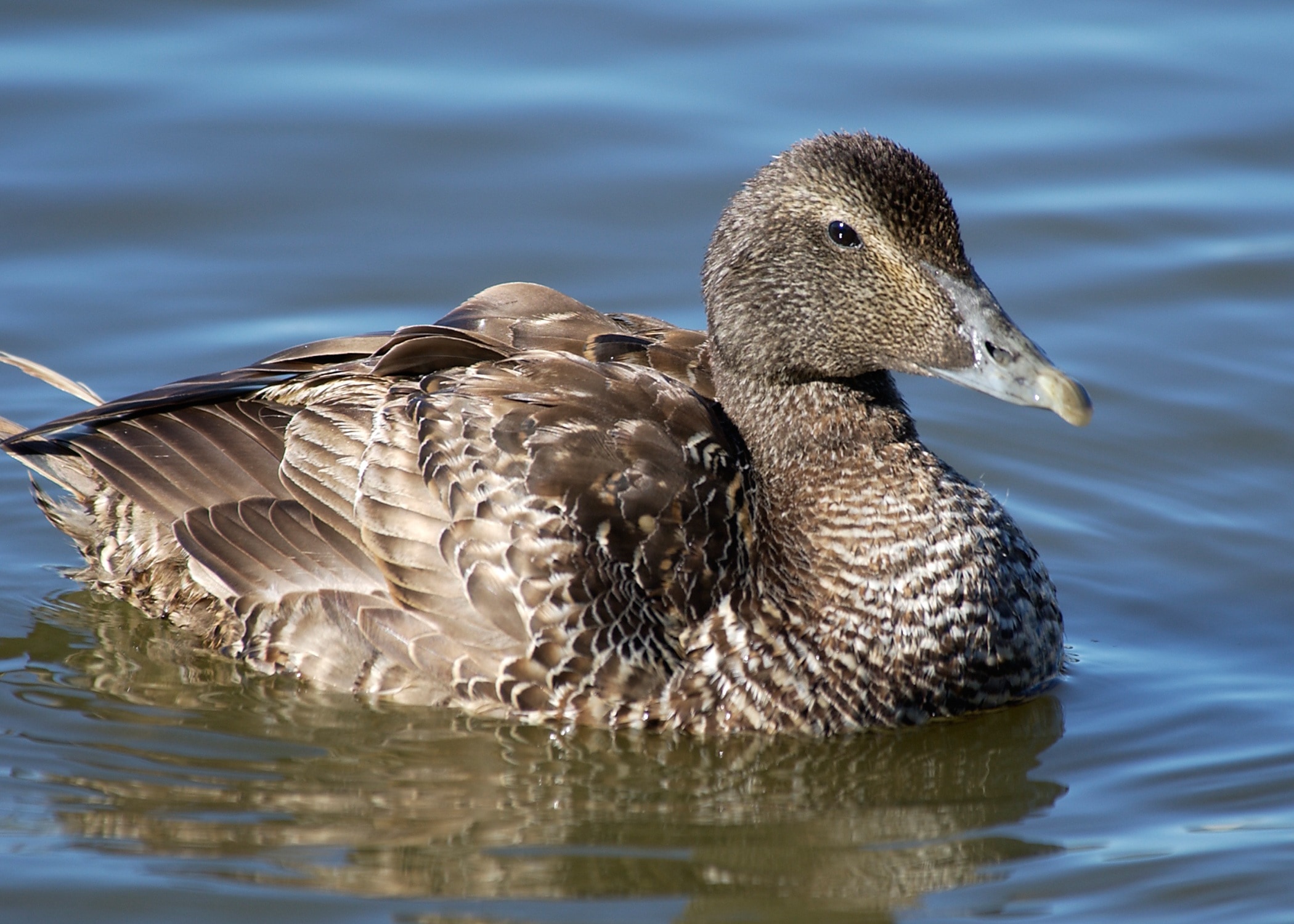 female mallard duck on body of water during daytime