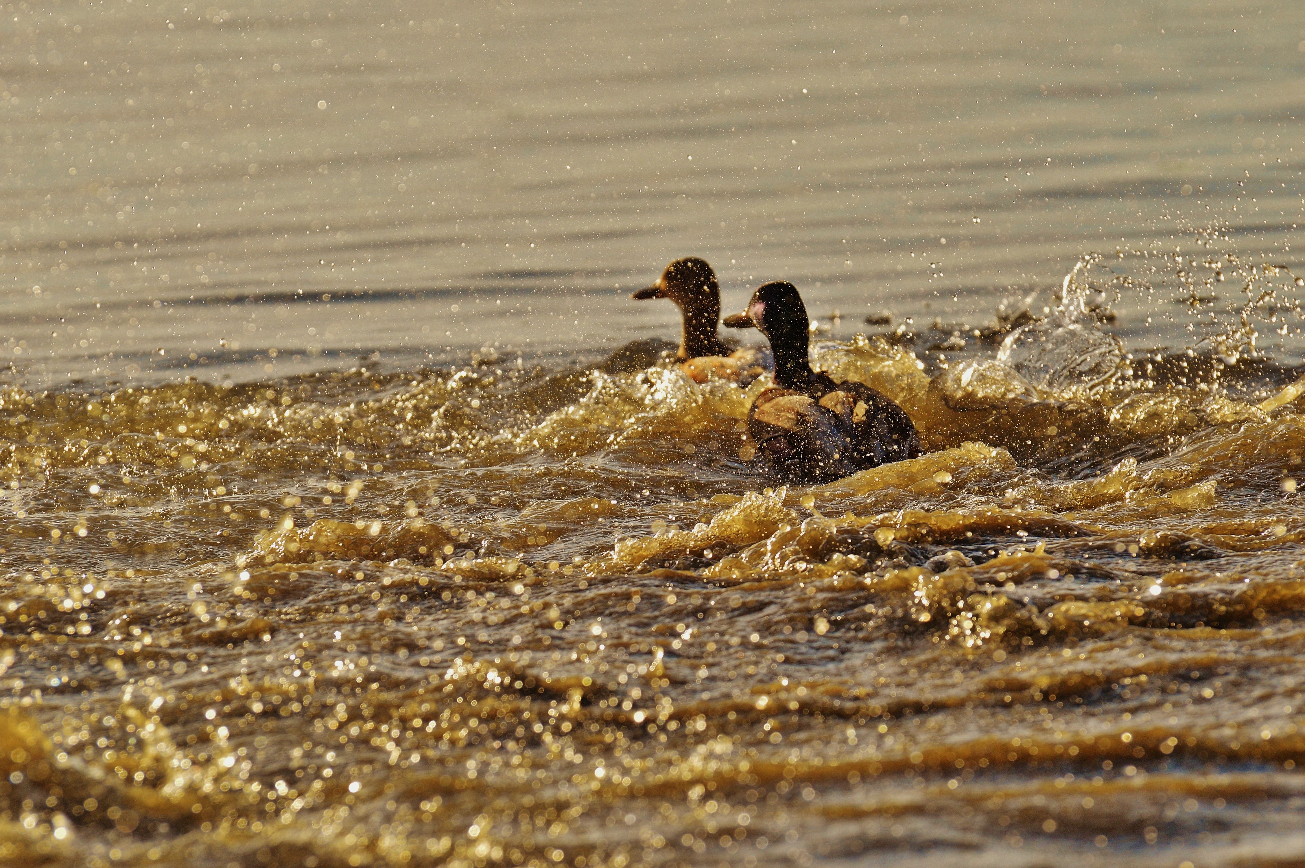 2 black and gray ducks