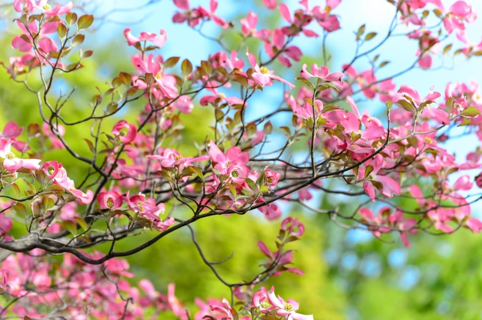 Flowers, Landscape, Arboretum, Natural, flower, pink color preview
