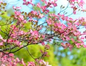Flowers, Landscape, Arboretum, Natural, flower, pink color thumbnail