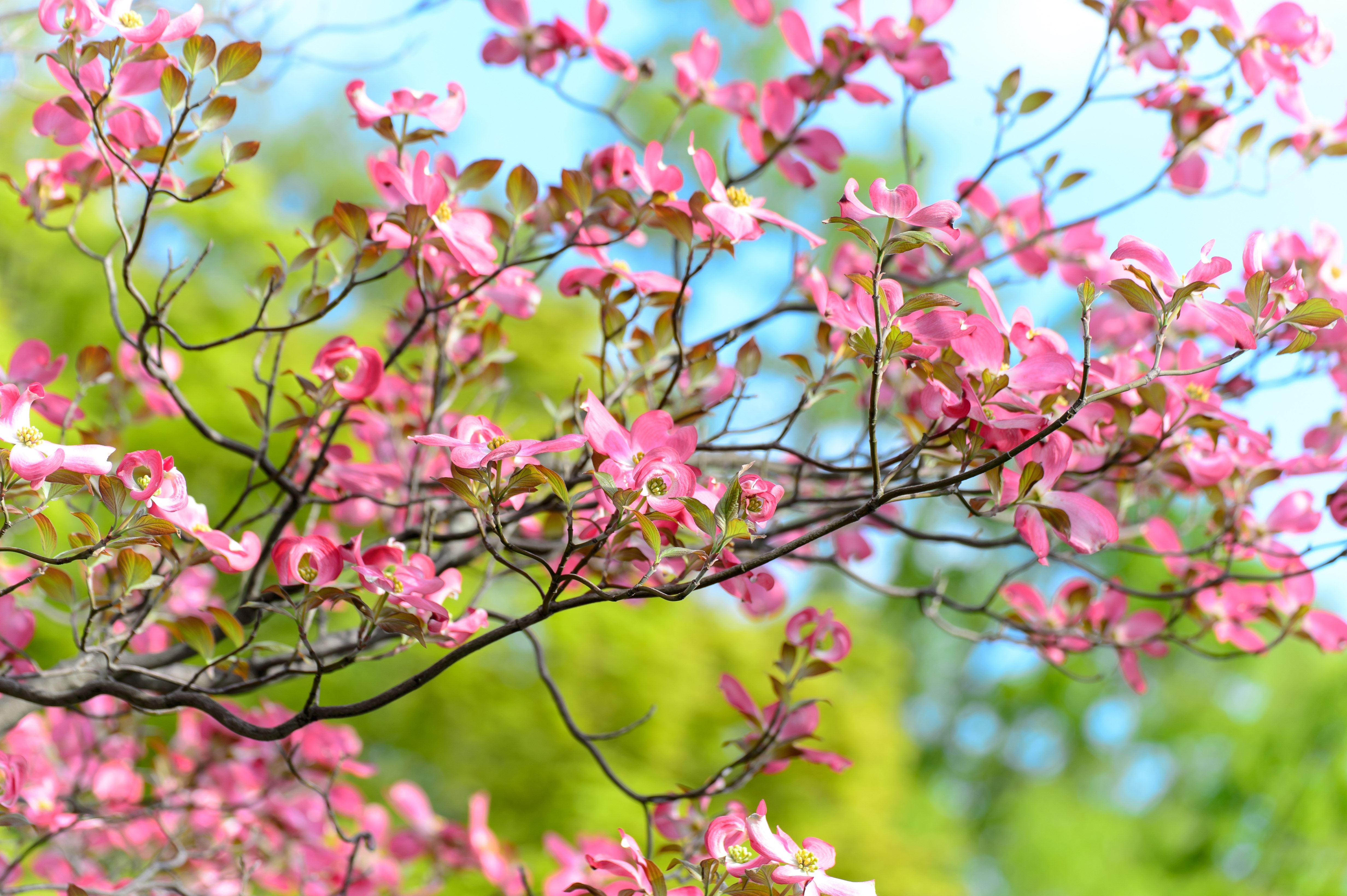 Flowers, Landscape, Arboretum, Natural, flower, pink color
