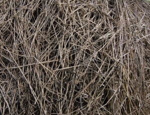 Nature, Grey, The Old Grass, Hay, backgrounds, full frame thumbnail