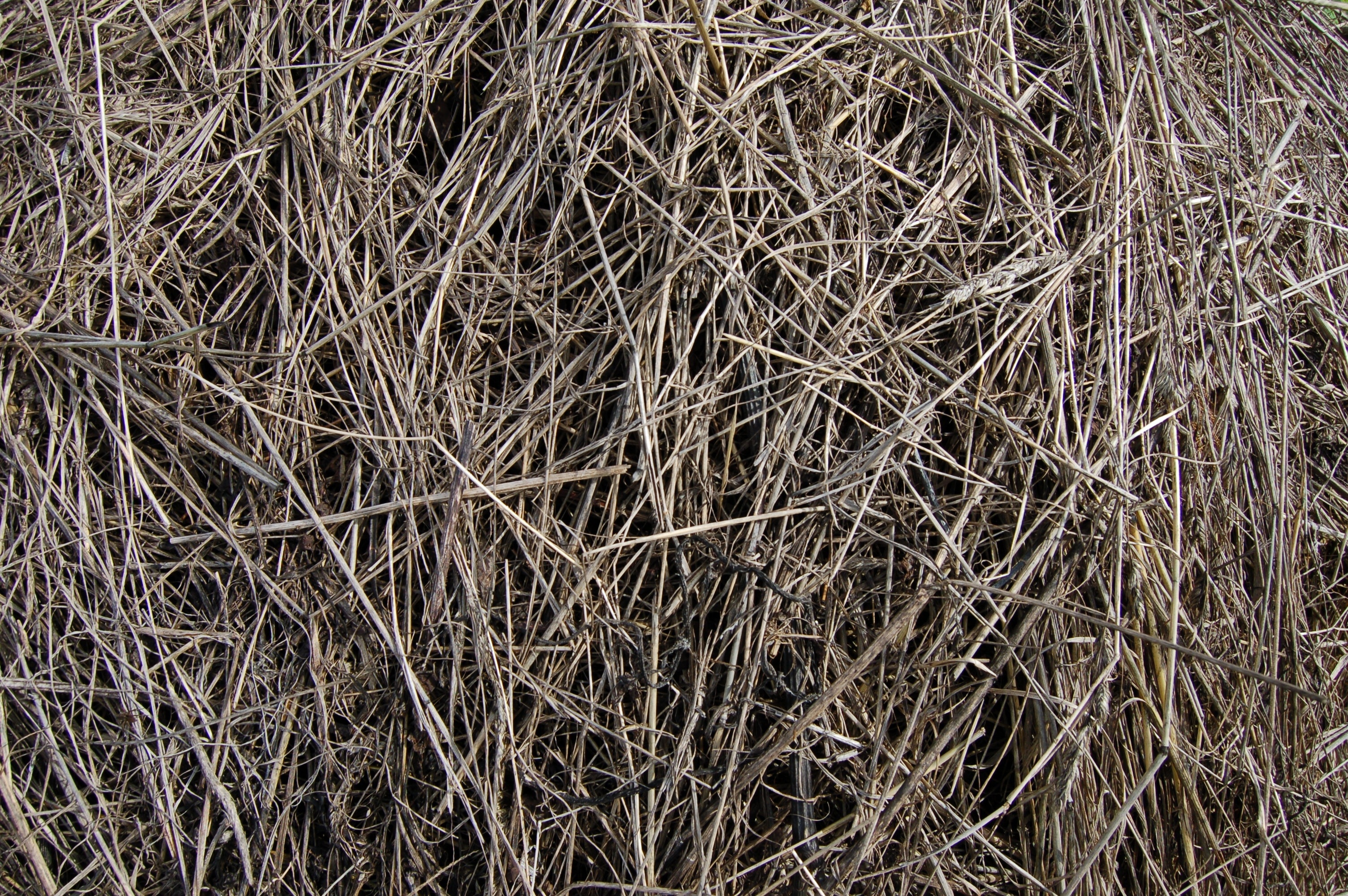 Nature, Grey, The Old Grass, Hay, backgrounds, full frame