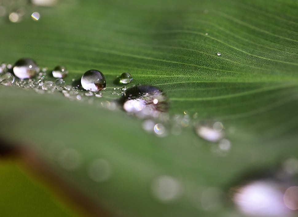 Drops Of Water, Water, Drops, Rain Drops, leaf, selective focus preview