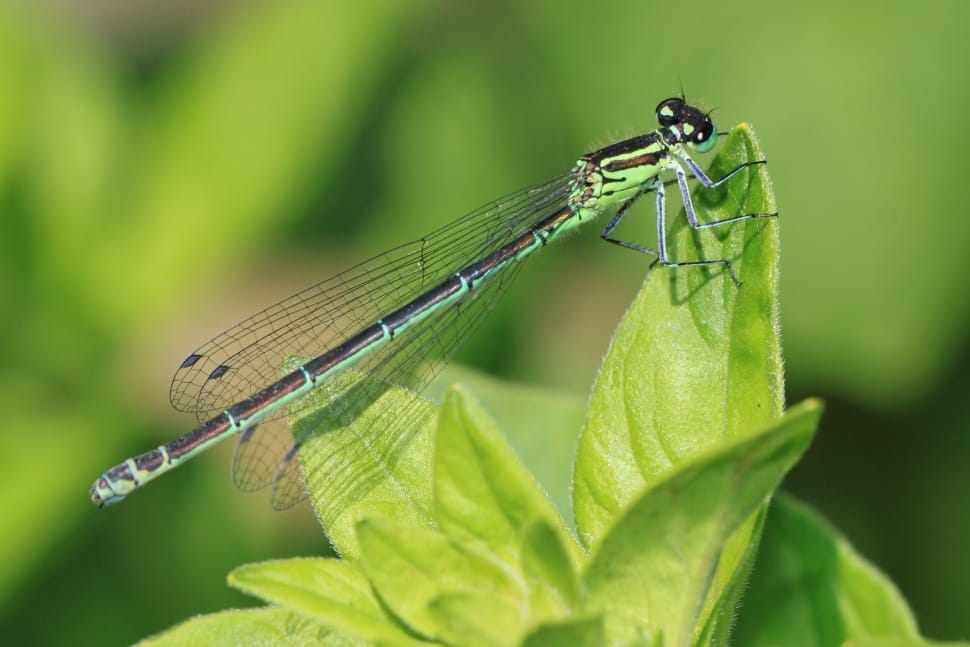 green dragonfly on green leaf preview