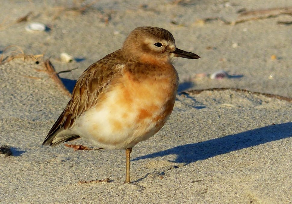 New Zealand dotterel, Charadrius obscurus preview