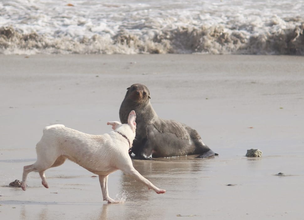sea lion and white short coated dog preview