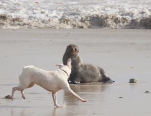 sea lion and white short coated dog thumbnail