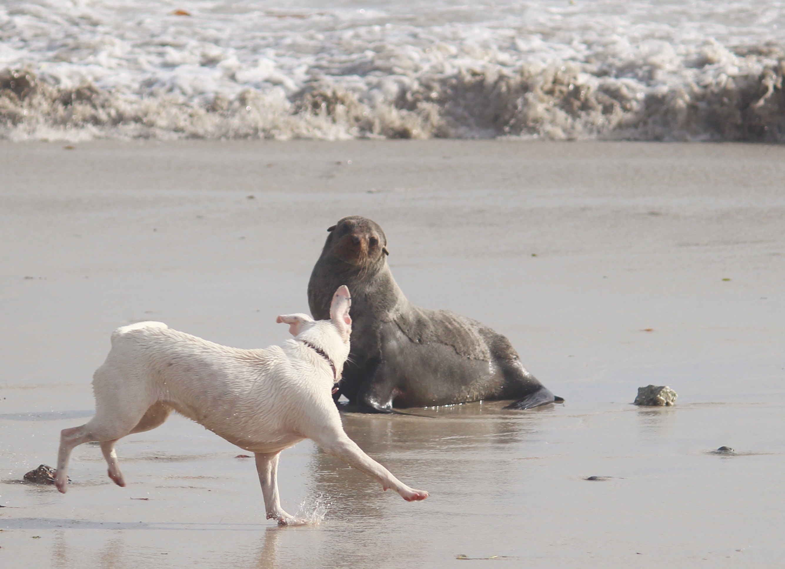 sea lion and white short coated dog