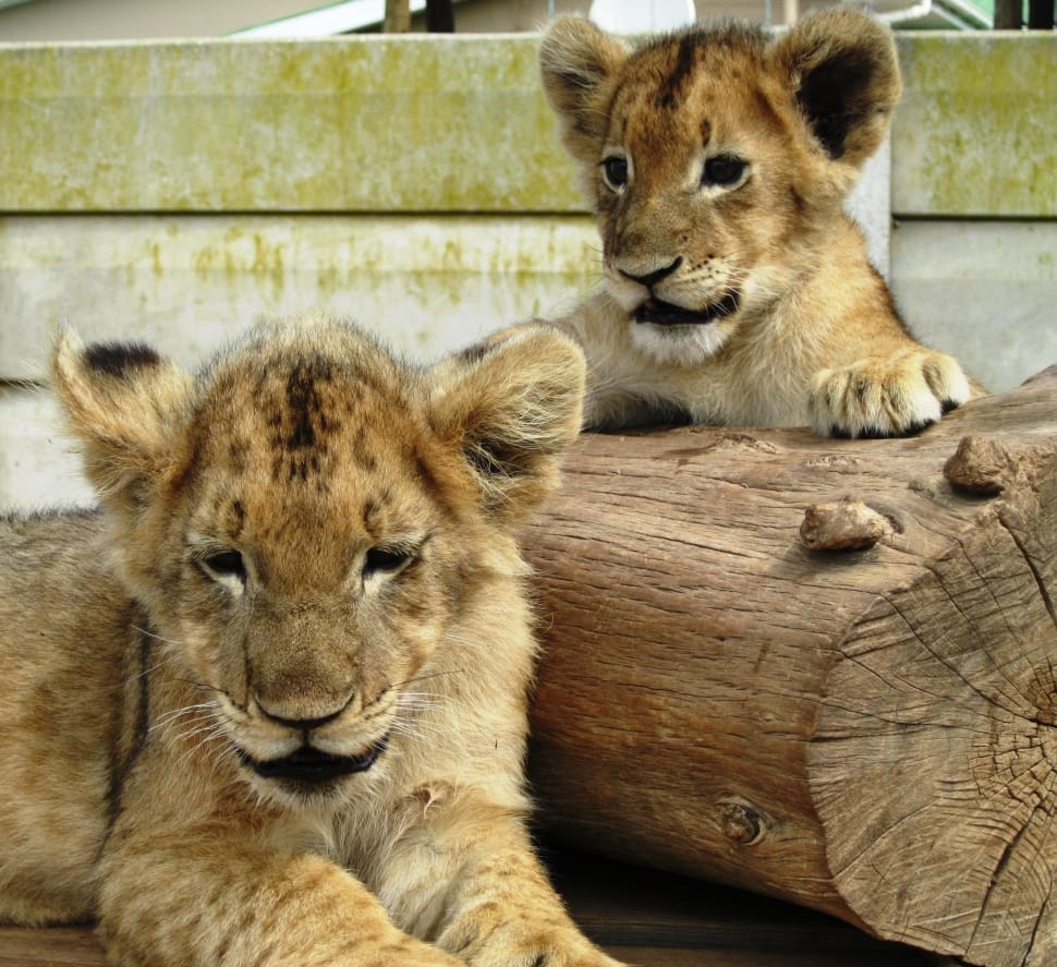 two brown lion cub during daytime preview