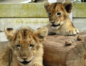 two brown lion cub during daytime thumbnail