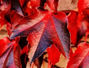 red and gray maple leaf thumbnail