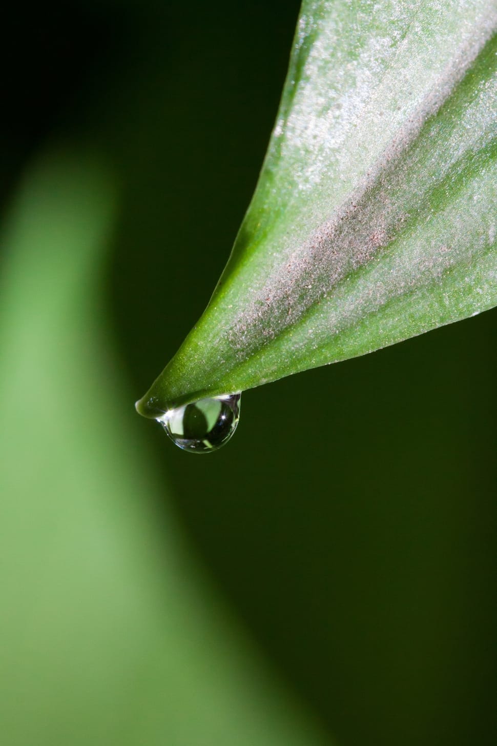 close up photography of water on green leaf preview