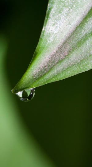 close up photography of water on green leaf thumbnail