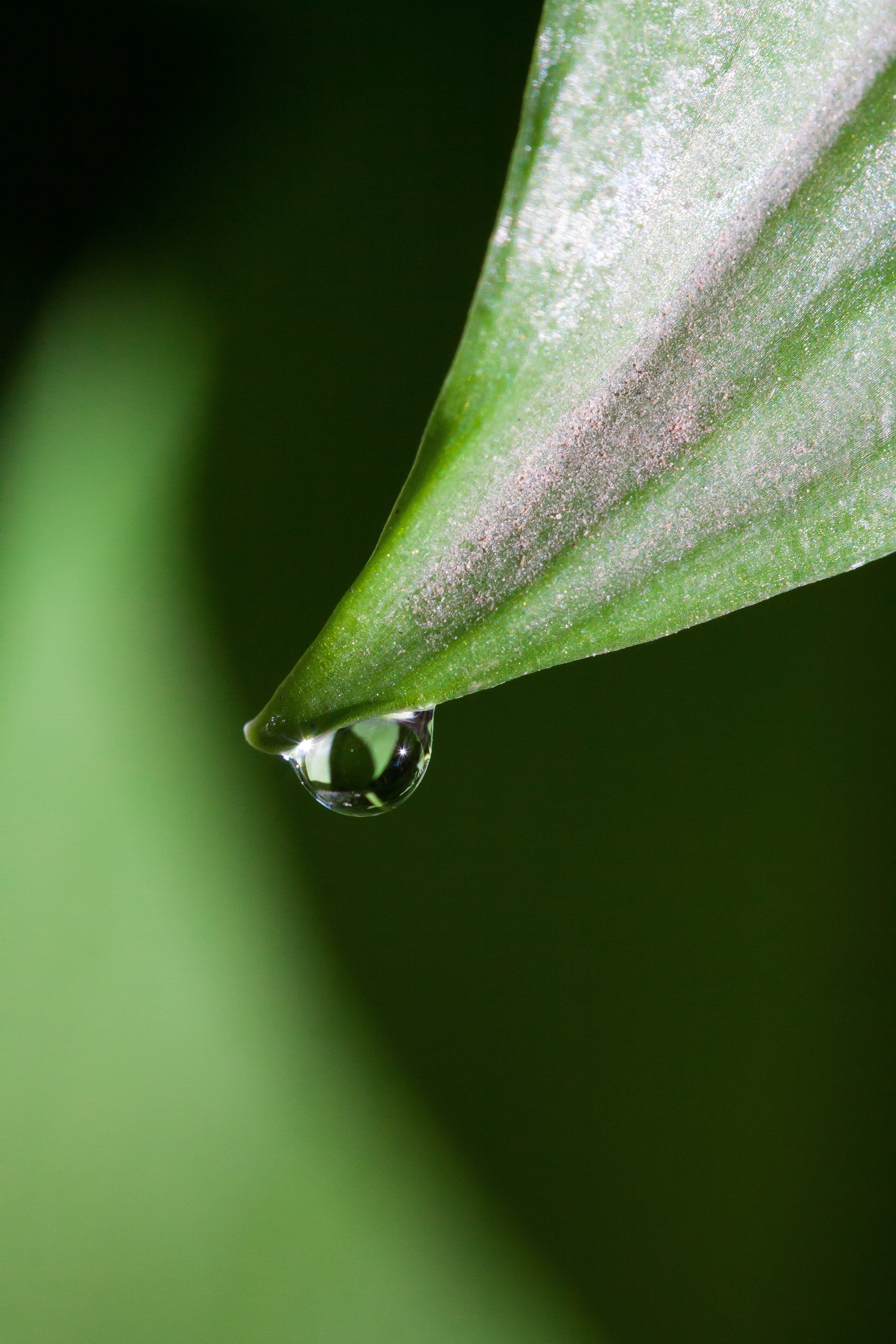 close up photography of water on green leaf