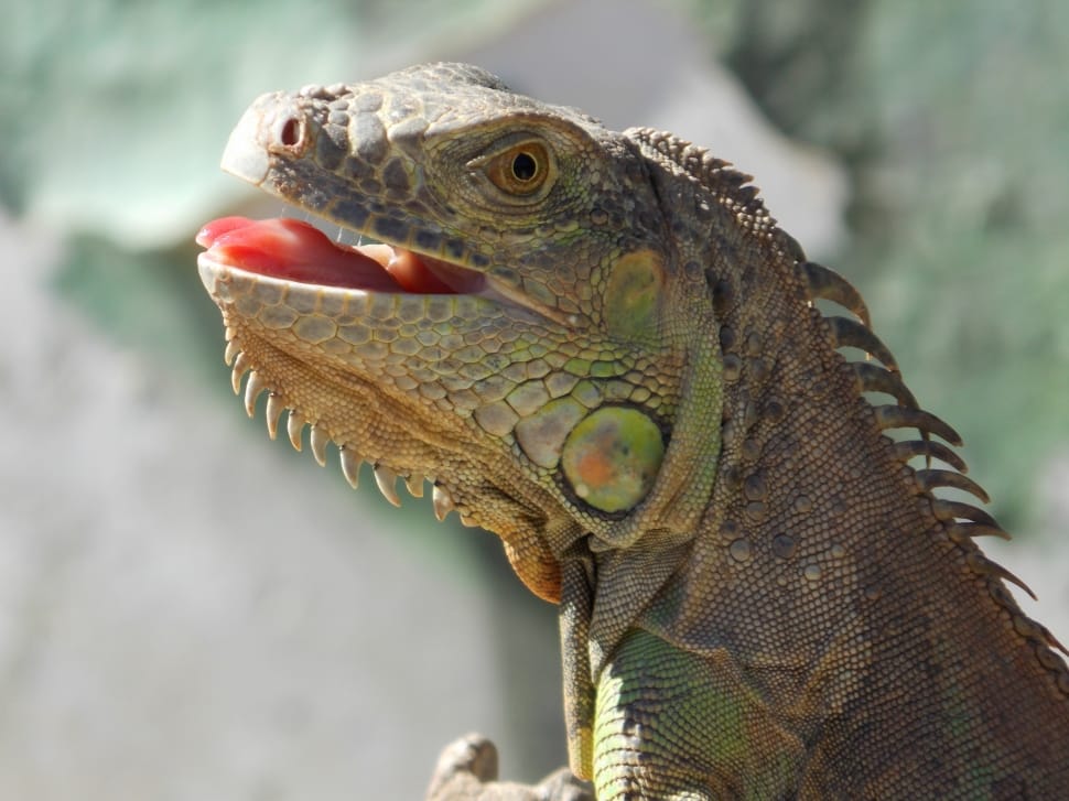 Iguana, Animals, Reptile, reptile, animal wildlife preview