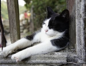 black and white cat thumbnail