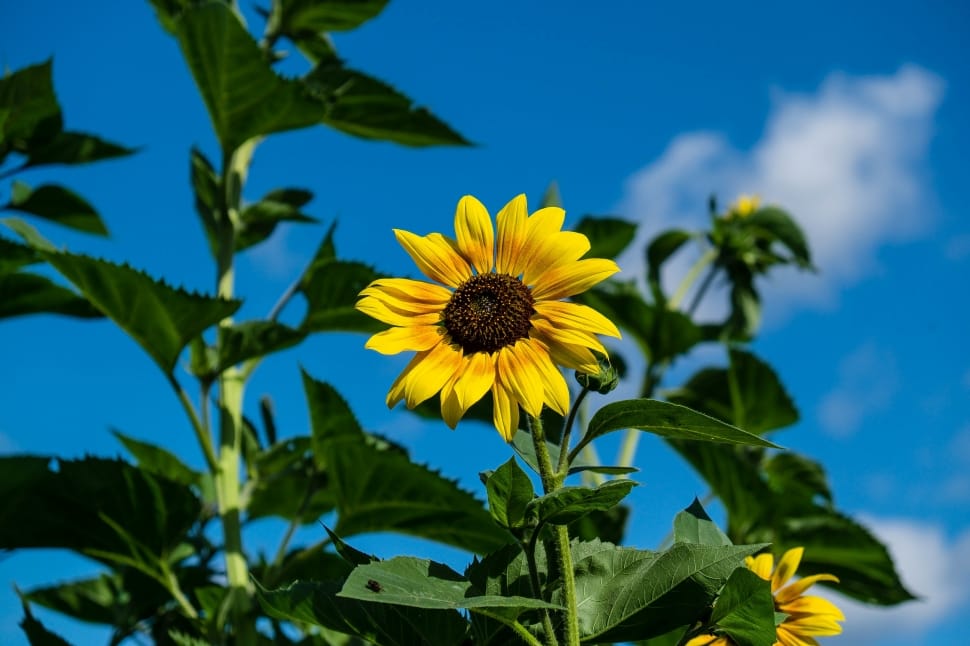 sunflower preview