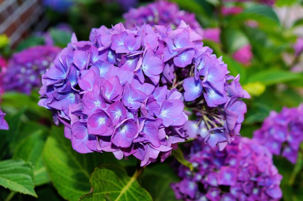 Purple, Hydrangea, Flowers, flower, purple preview