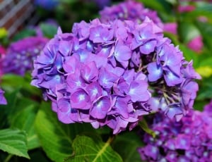 Purple, Hydrangea, Flowers, flower, purple thumbnail