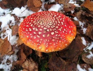 red and orange wild mushroom thumbnail