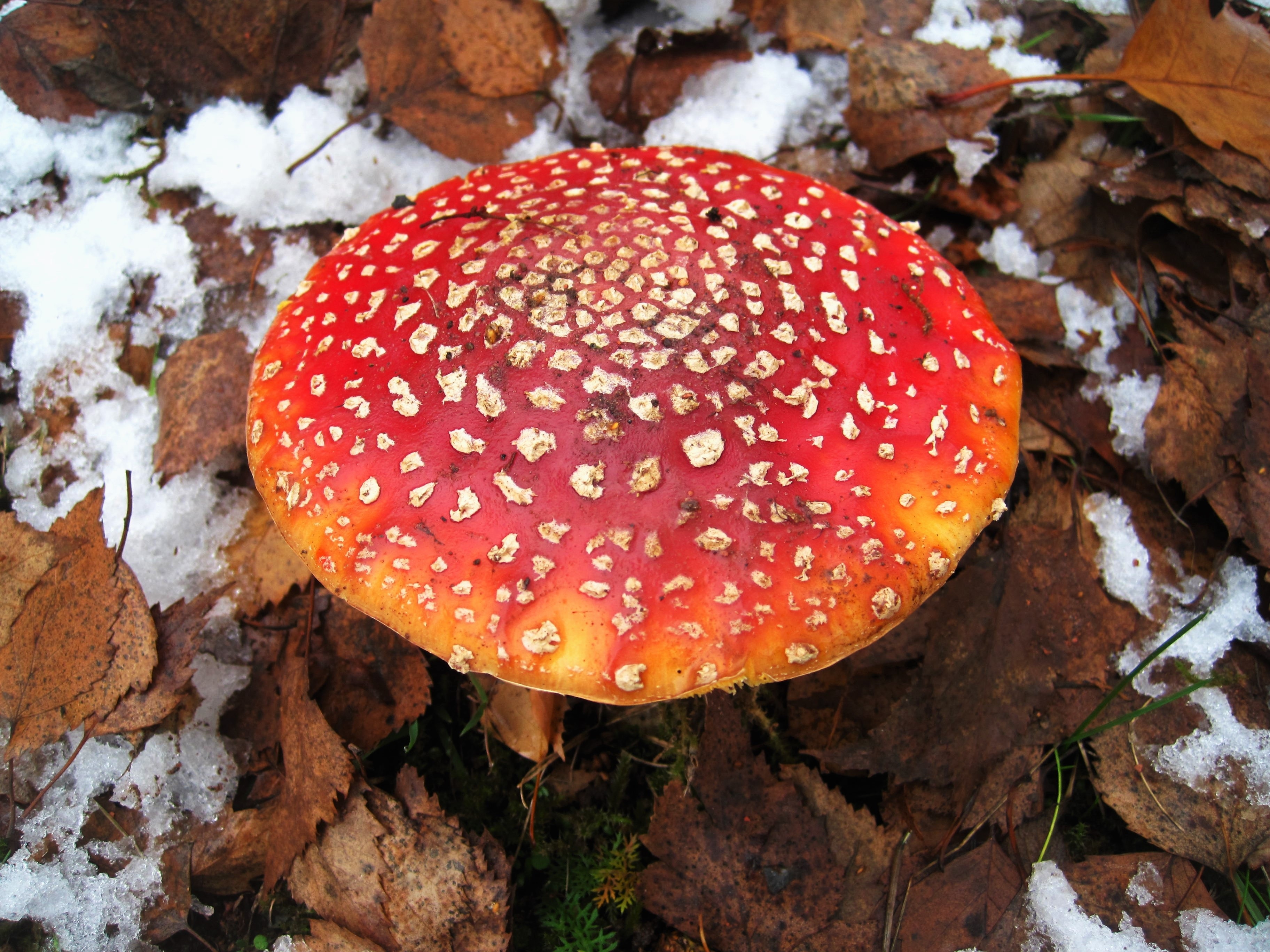 red and orange wild mushroom