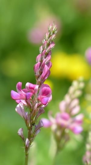 pink and purple petaled flowers during daytime thumbnail