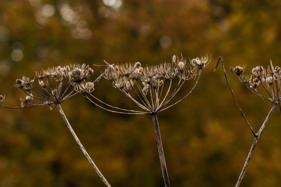 three withered dandelions preview