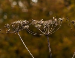 three withered dandelions thumbnail