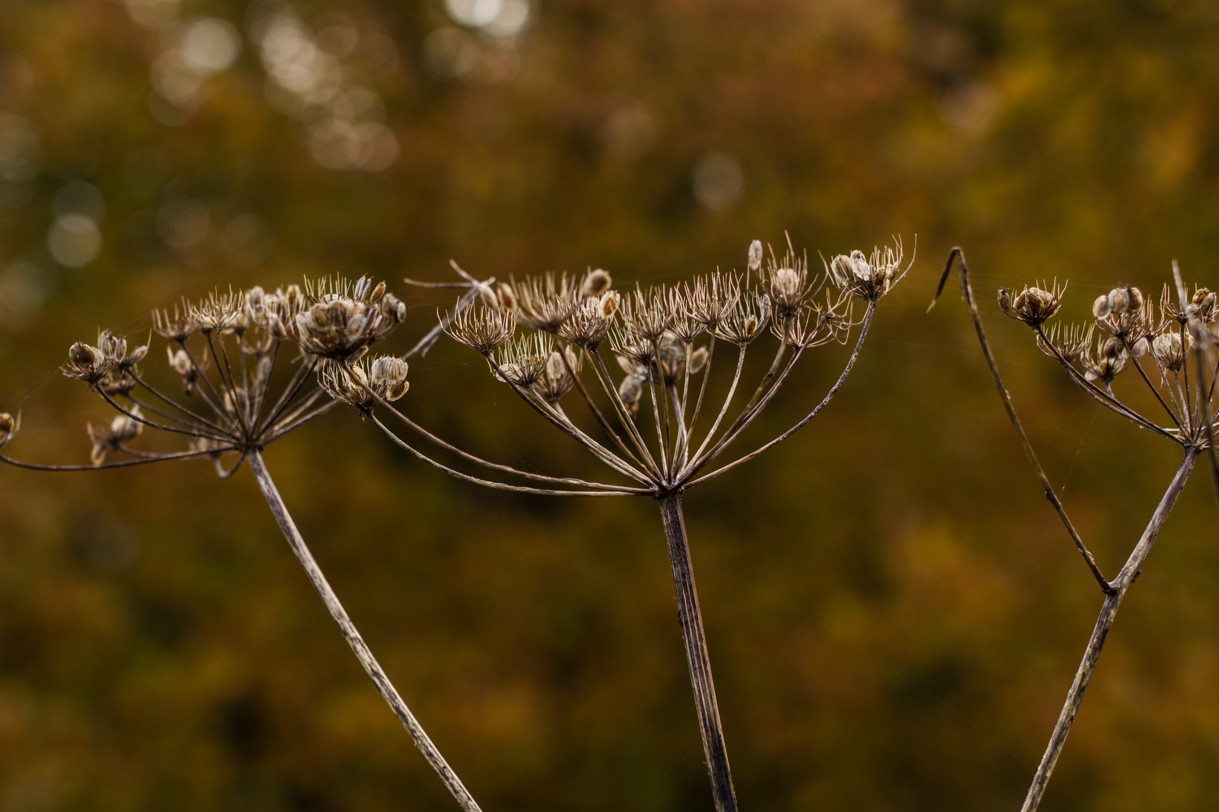 three withered dandelions