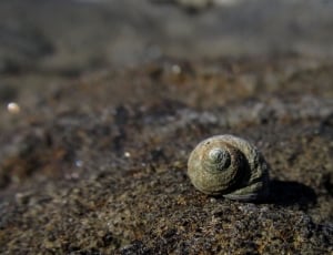 brown snail shell thumbnail