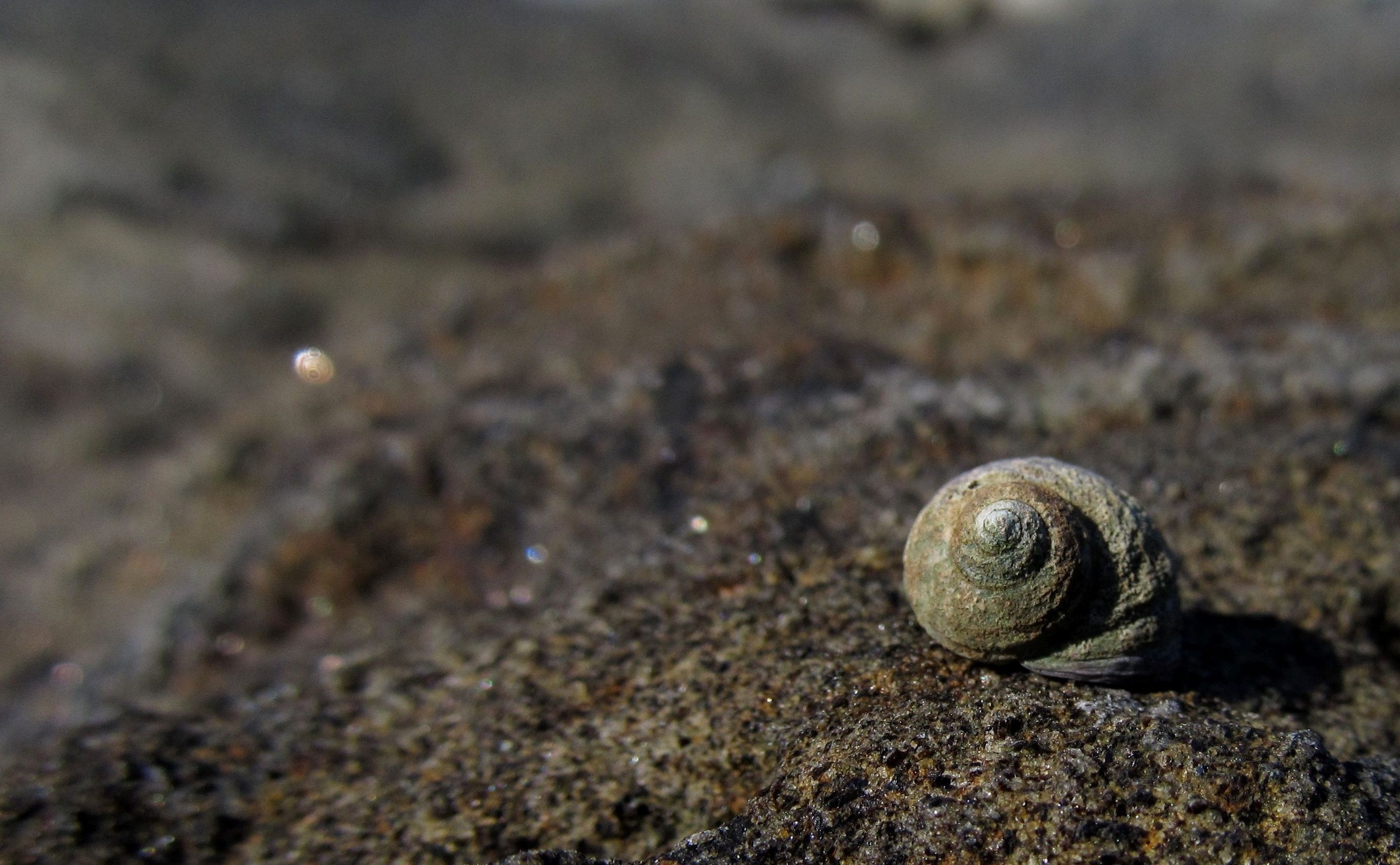 brown snail shell