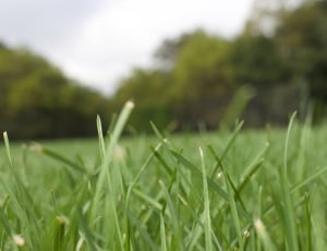 green grass on selective focus photography thumbnail