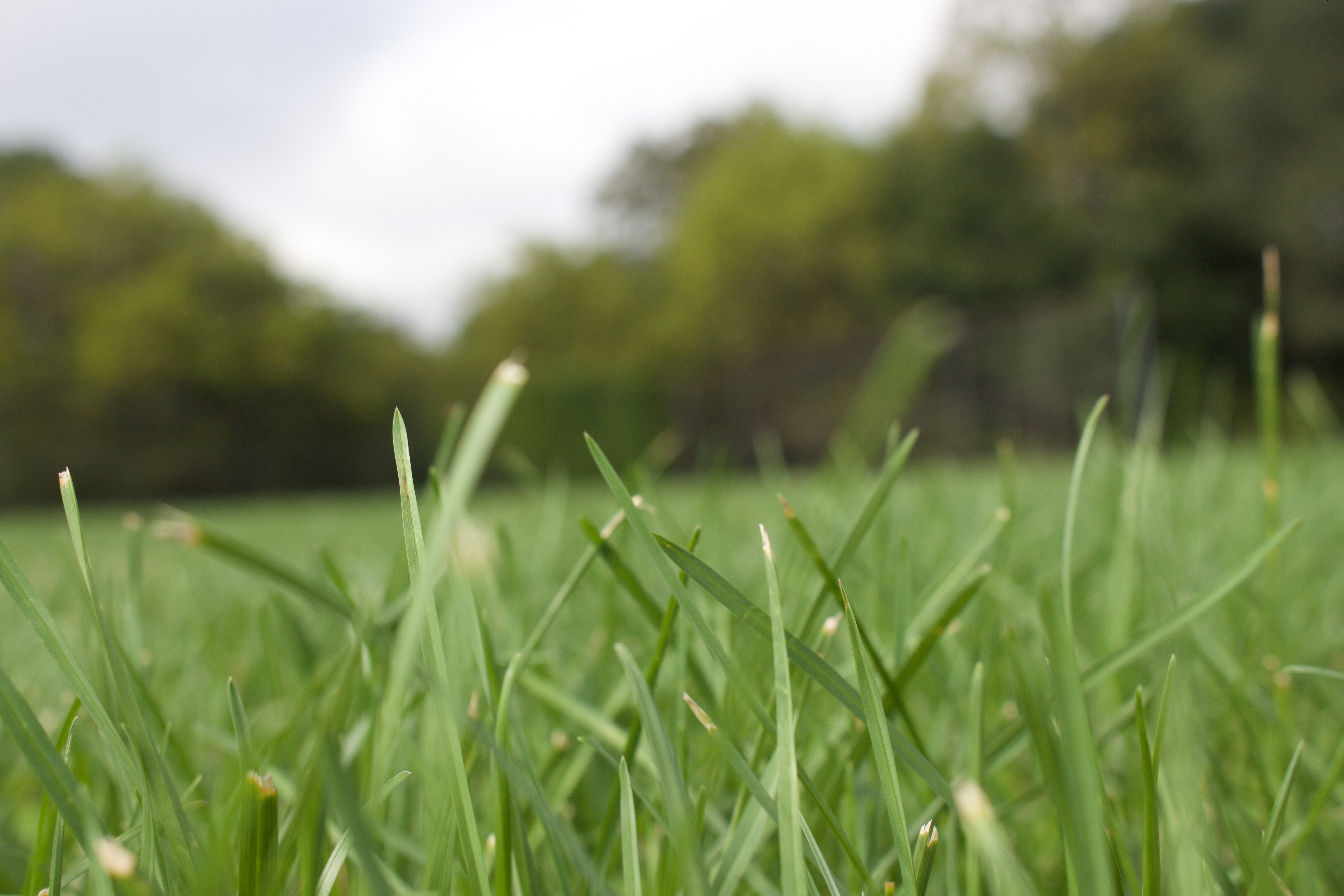 green grass on selective focus photography