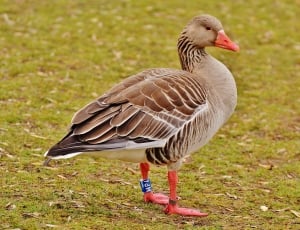 brown and white duck thumbnail