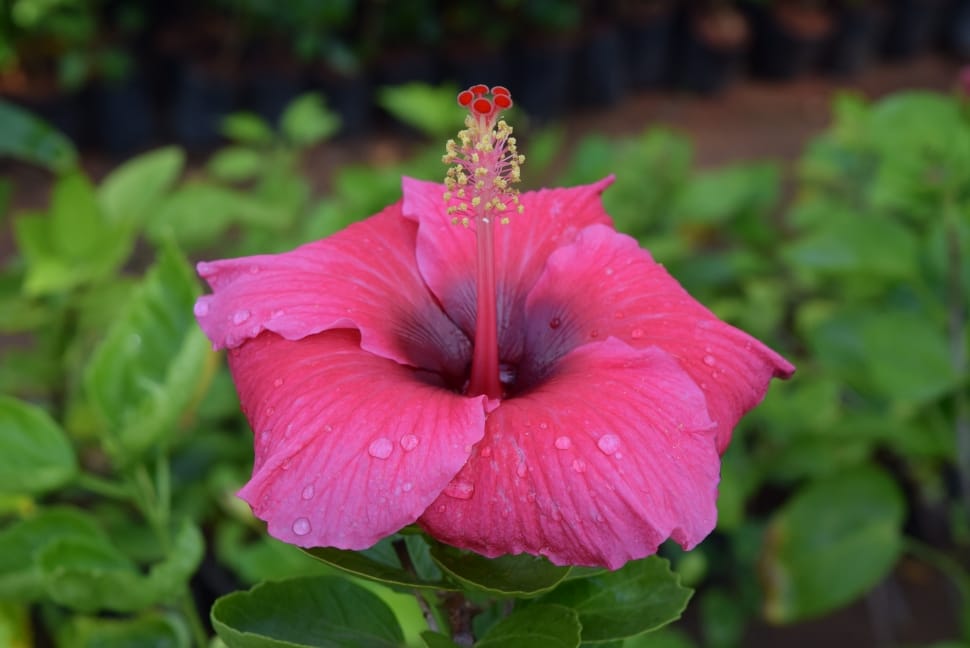 Flower, Hibiscus Rosa-Sinensis, flower, petal preview