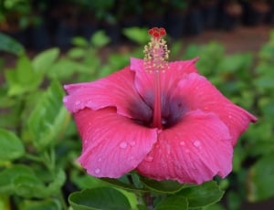 Flower, Hibiscus Rosa-Sinensis, flower, petal thumbnail