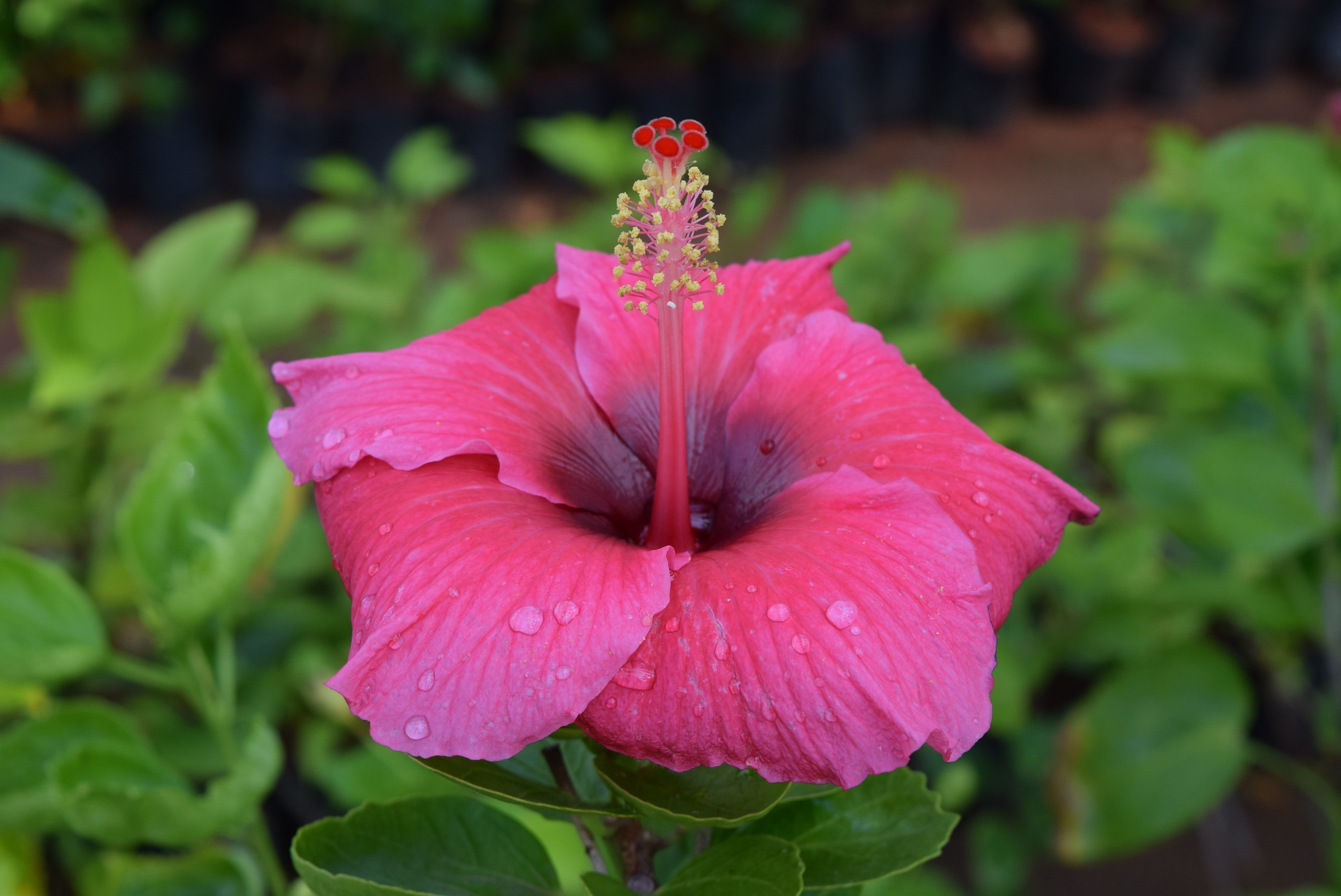 Flower, Hibiscus Rosa-Sinensis, flower, petal
