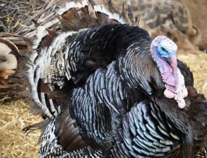 black and white male turkey thumbnail