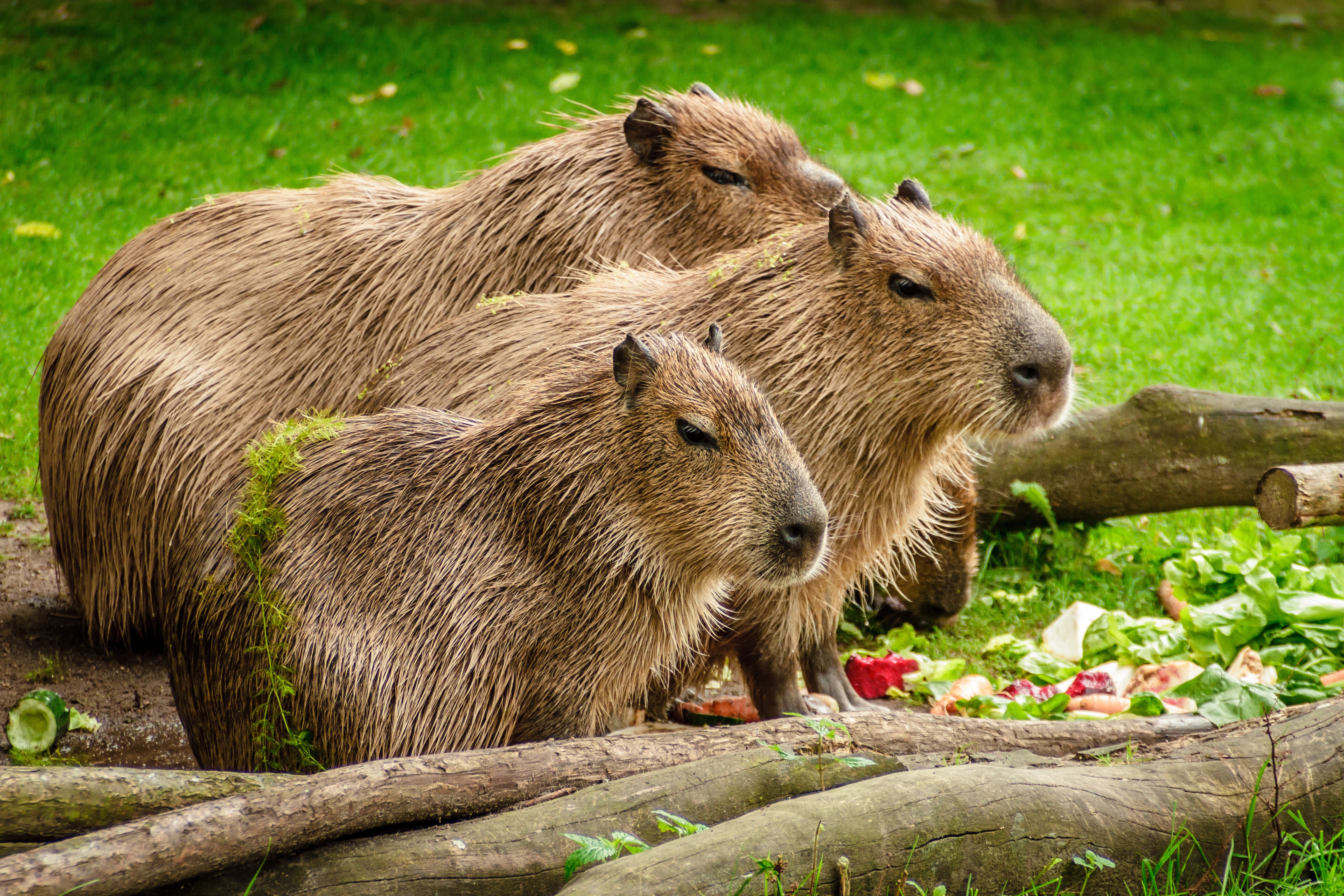 three brown beavers