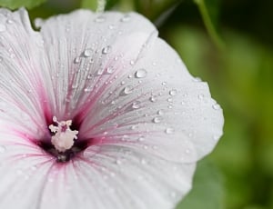 white pink flower thumbnail