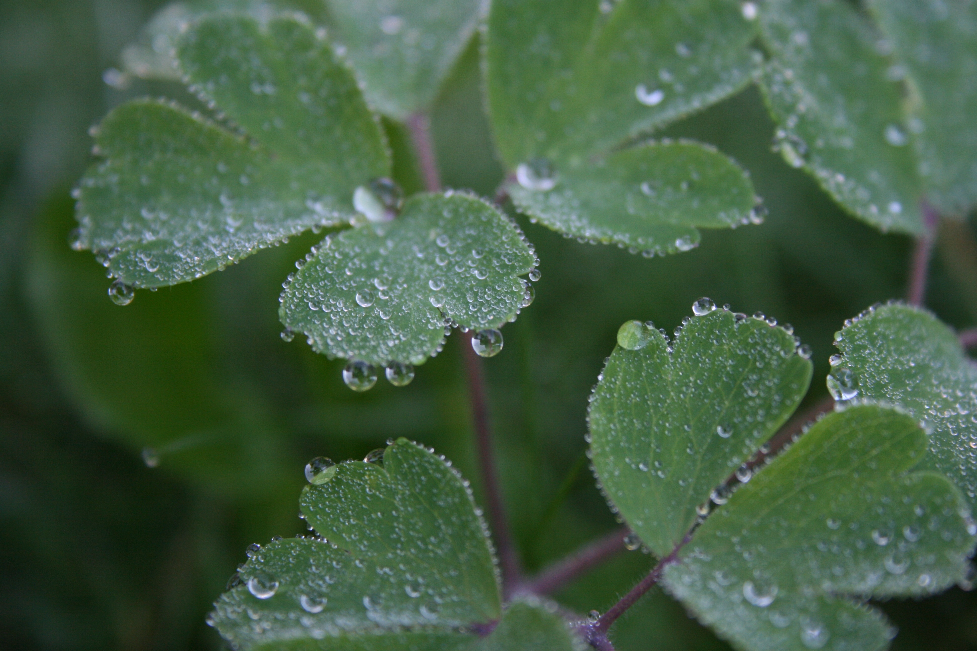 Dewdrop, Close, Dew, Plant, Leaf, leaf, green color