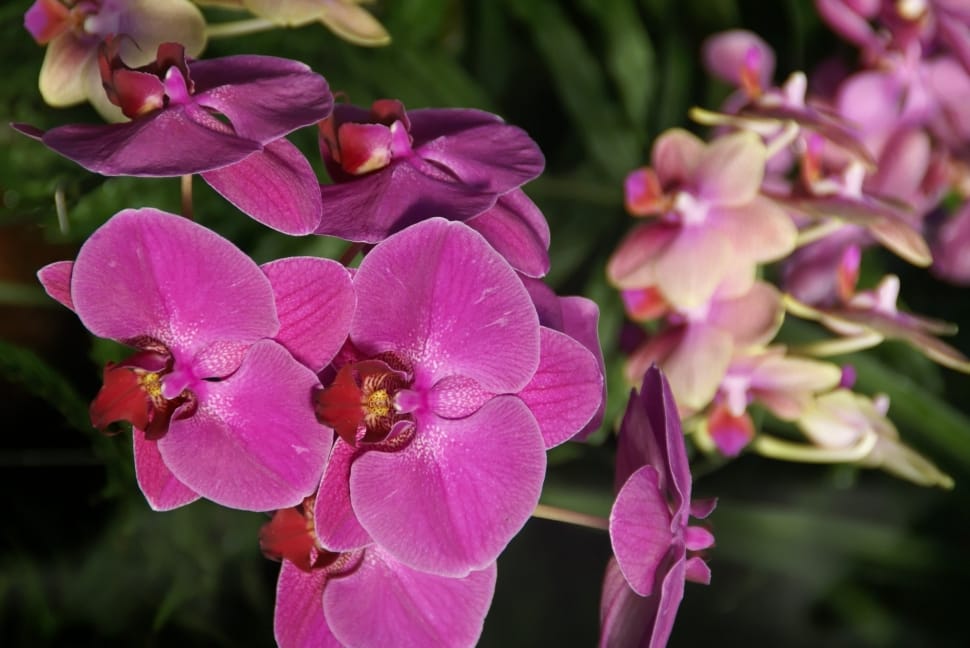 pink moth orchids preview