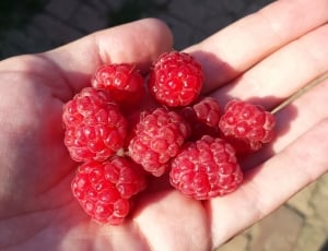 handfull of raspberry thumbnail